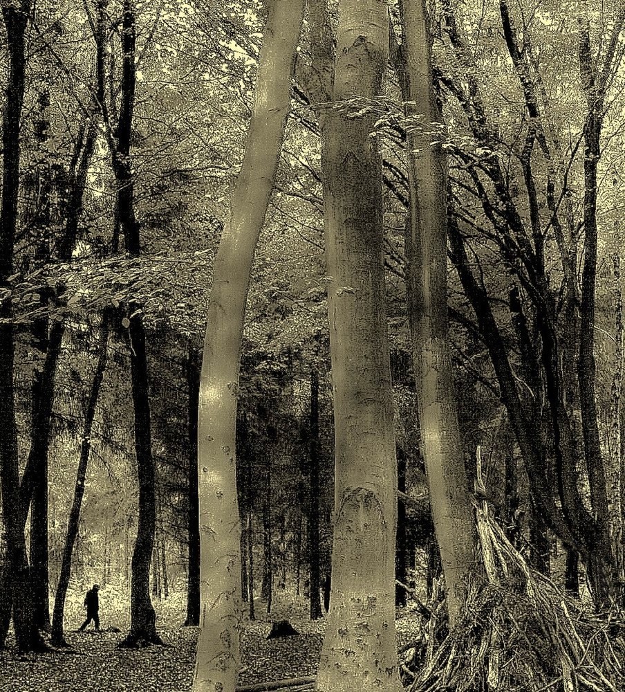 Forêt forêve forever (2)