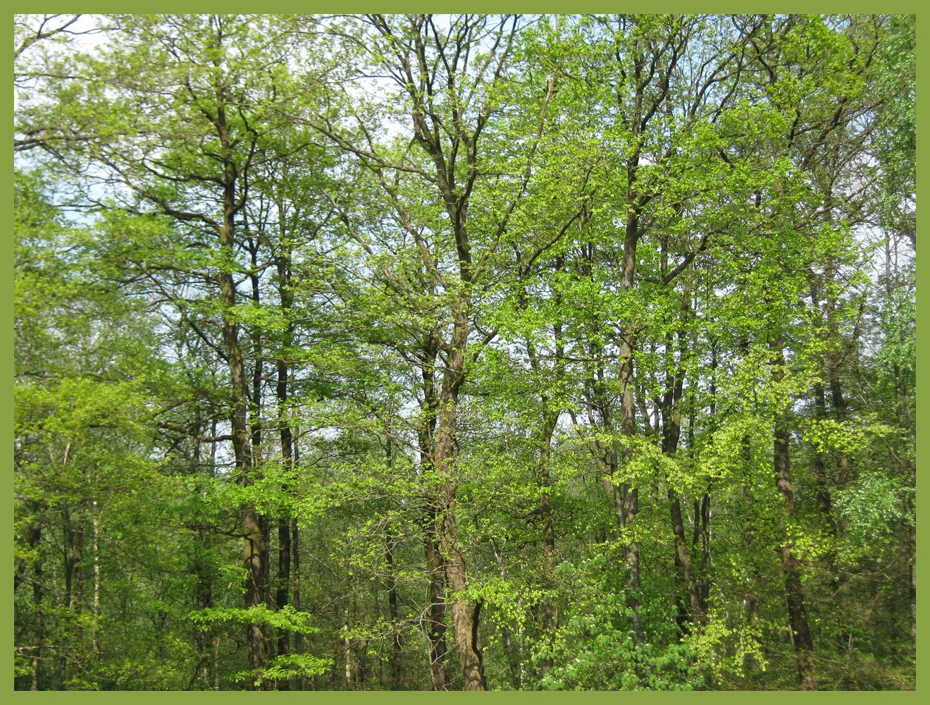 forêt franco-belge