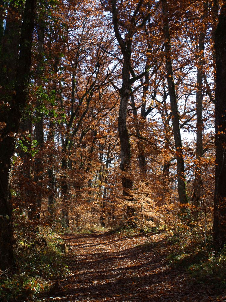 Forêt gersoise en hiver