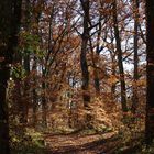 Forêt gersoise en hiver