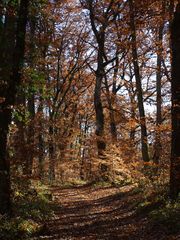 Forêt gersoise en hiver