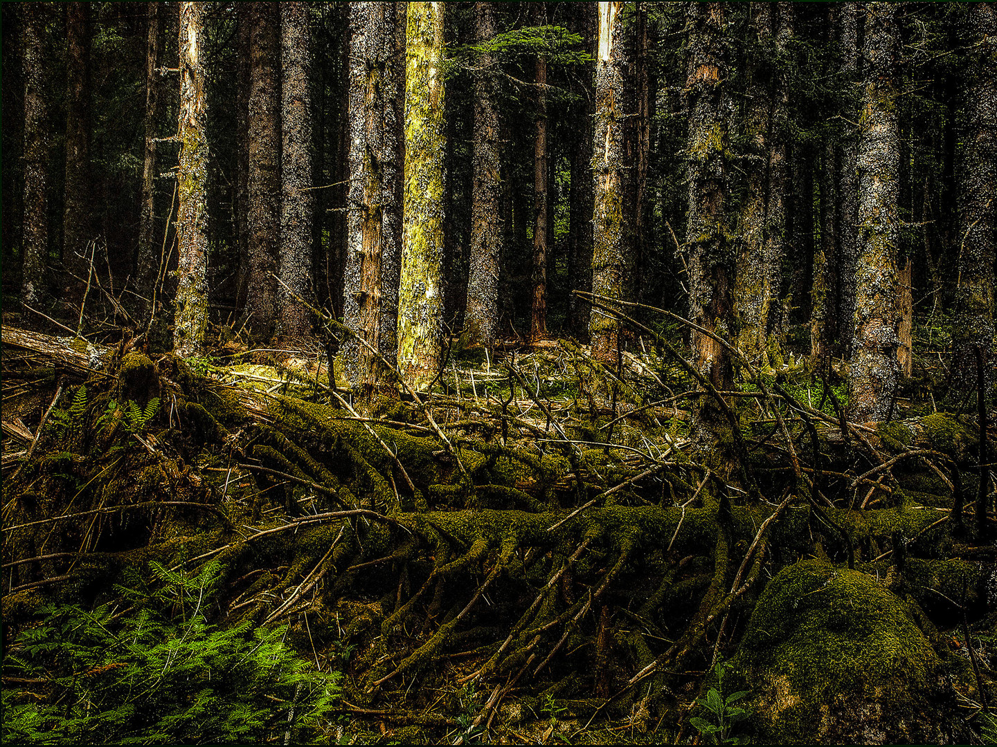 Forêt La Tour d'Auvergne - Auvergne