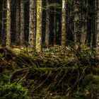 Forêt La Tour d'Auvergne - Auvergne