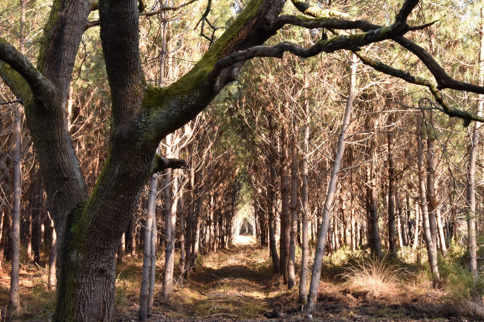 Forêt landaise