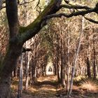 Forêt landaise