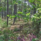 Forêt landaise  --  Typischer Wald in den « Landes »