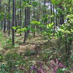Forêt landaise  --  Typischer Wald in den « Landes »