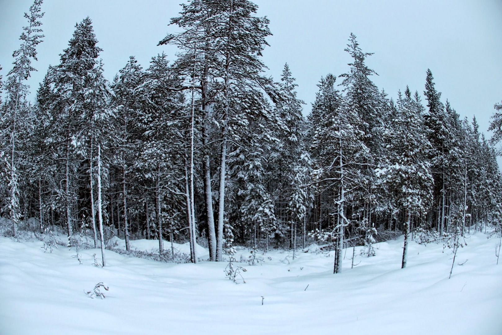 Forêt laponaise