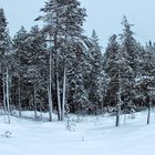 Forêt laponaise