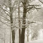 Forêt lozérienne...