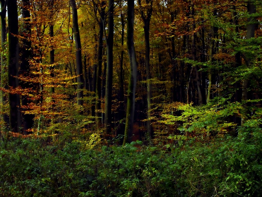 Forêt luxembourgeoise