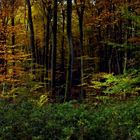 Forêt luxembourgeoise