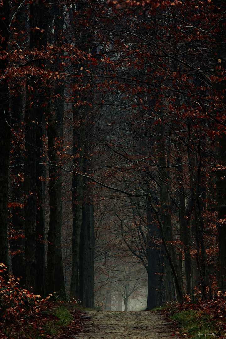 Forêt... ma cathédrale