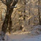 _Forêt magique