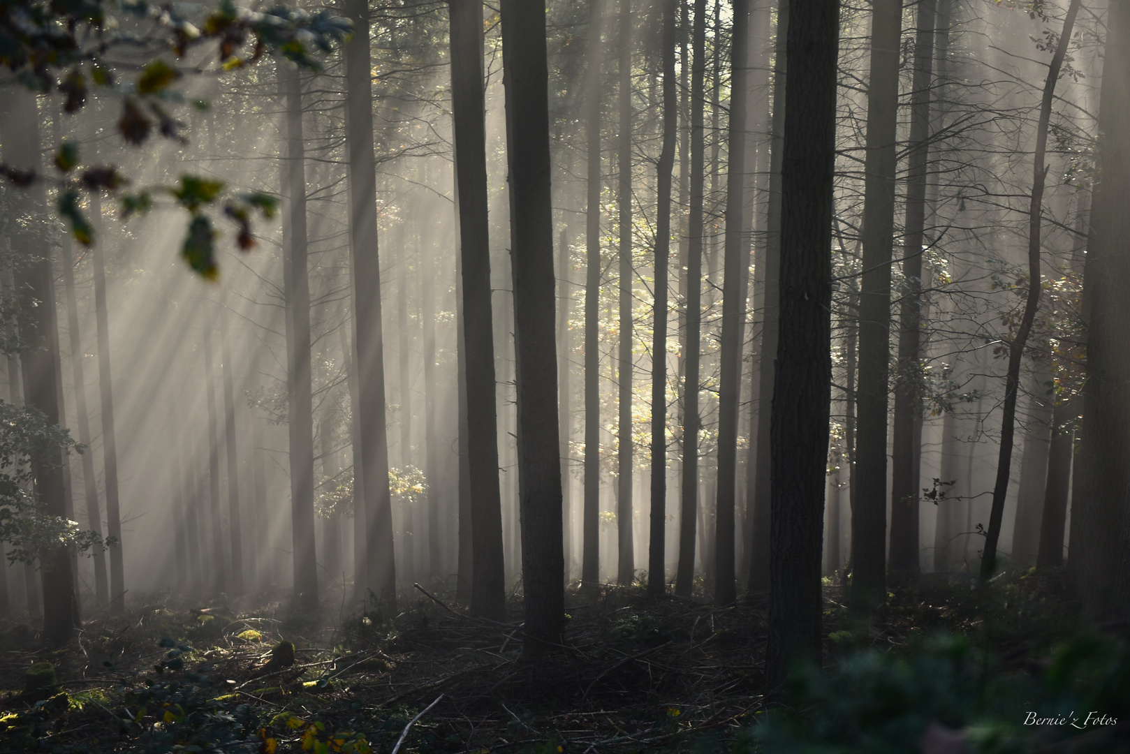 Forêt magique