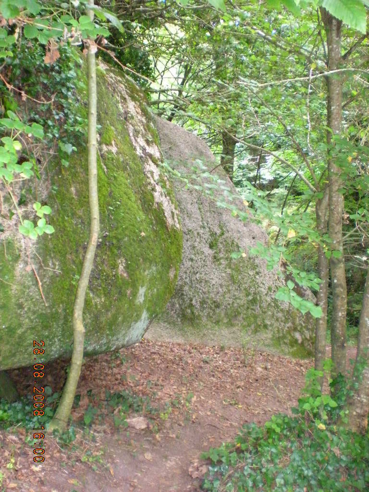 Forêt magique en Bretagne