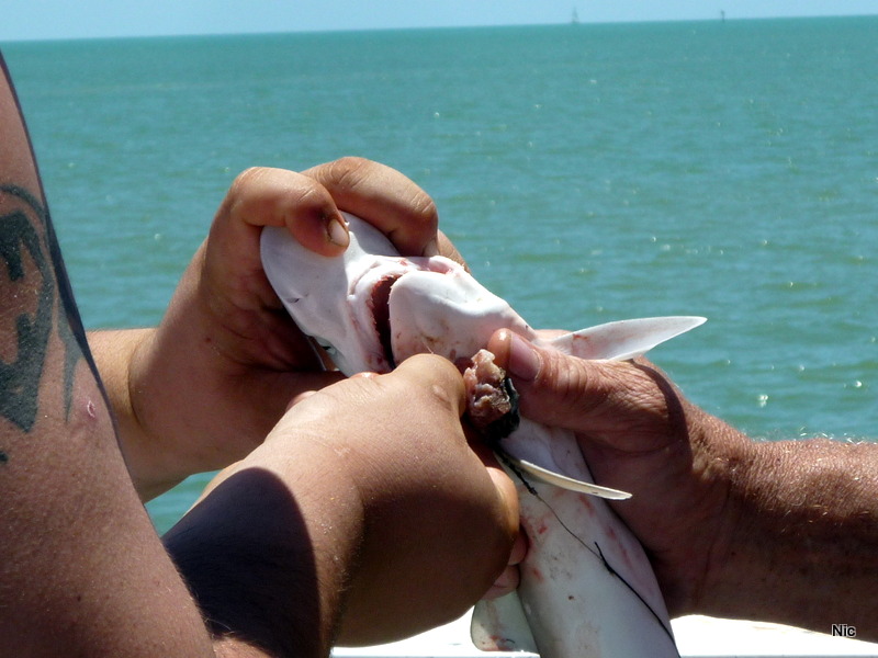 Fort Myers Beach - Shark Attack 2013