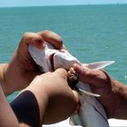 Fort Myers Beach - Shark Attack 2013