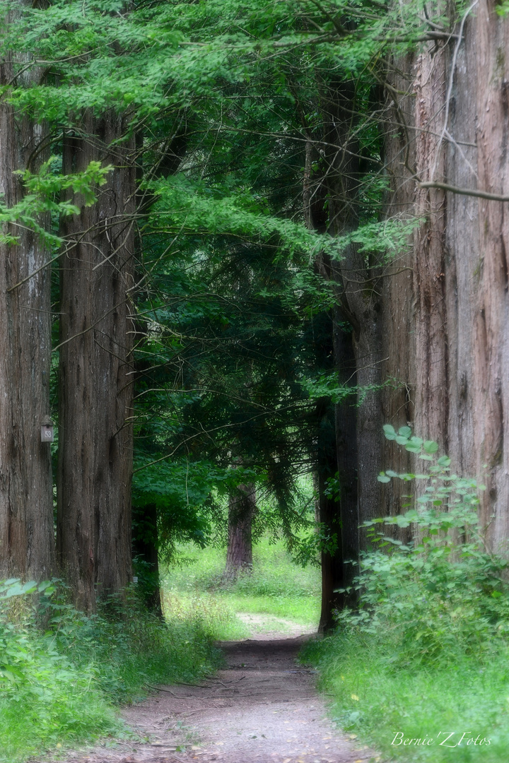 Forêt mystérieuse