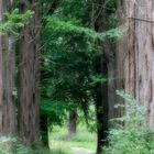 Forêt mystérieuse