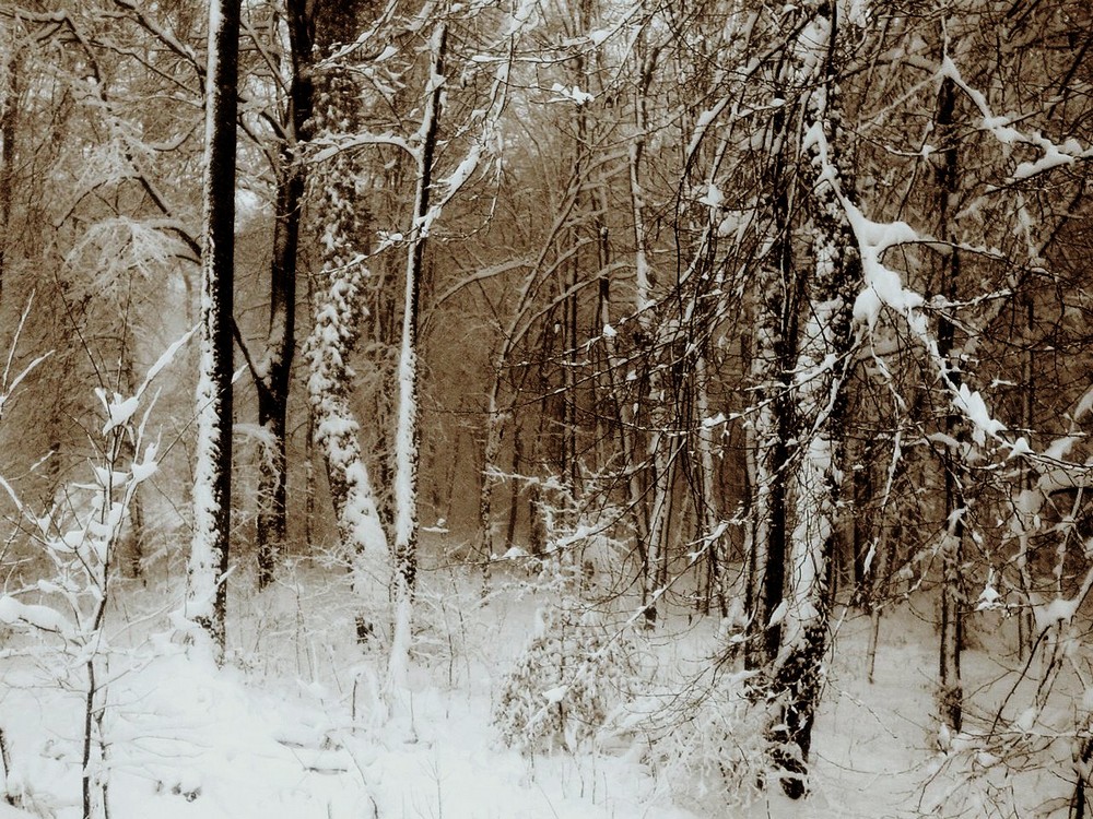 forêt, neige