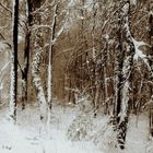 forêt, neige