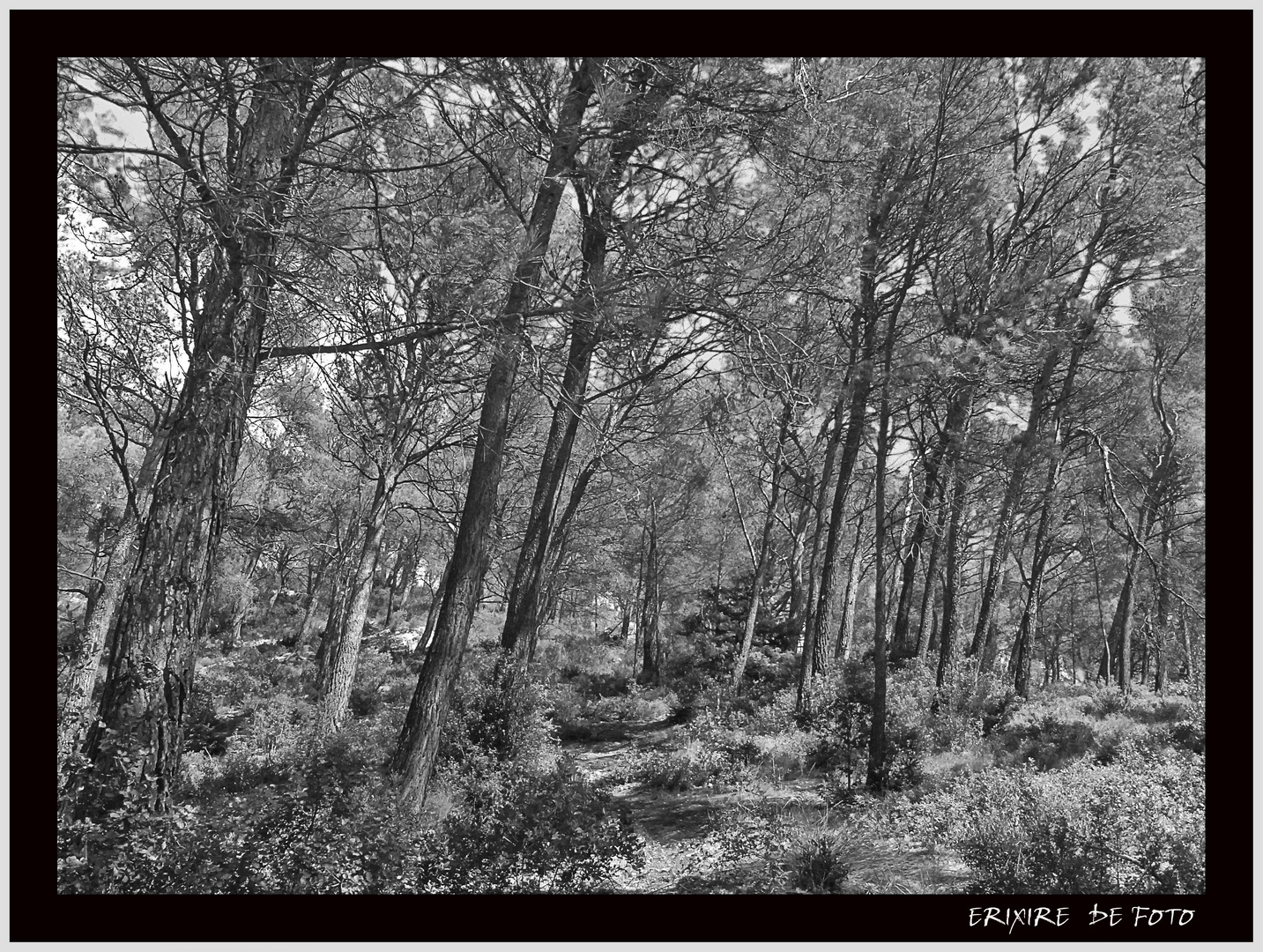 forêt noir et blanc