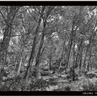 forêt noir et blanc