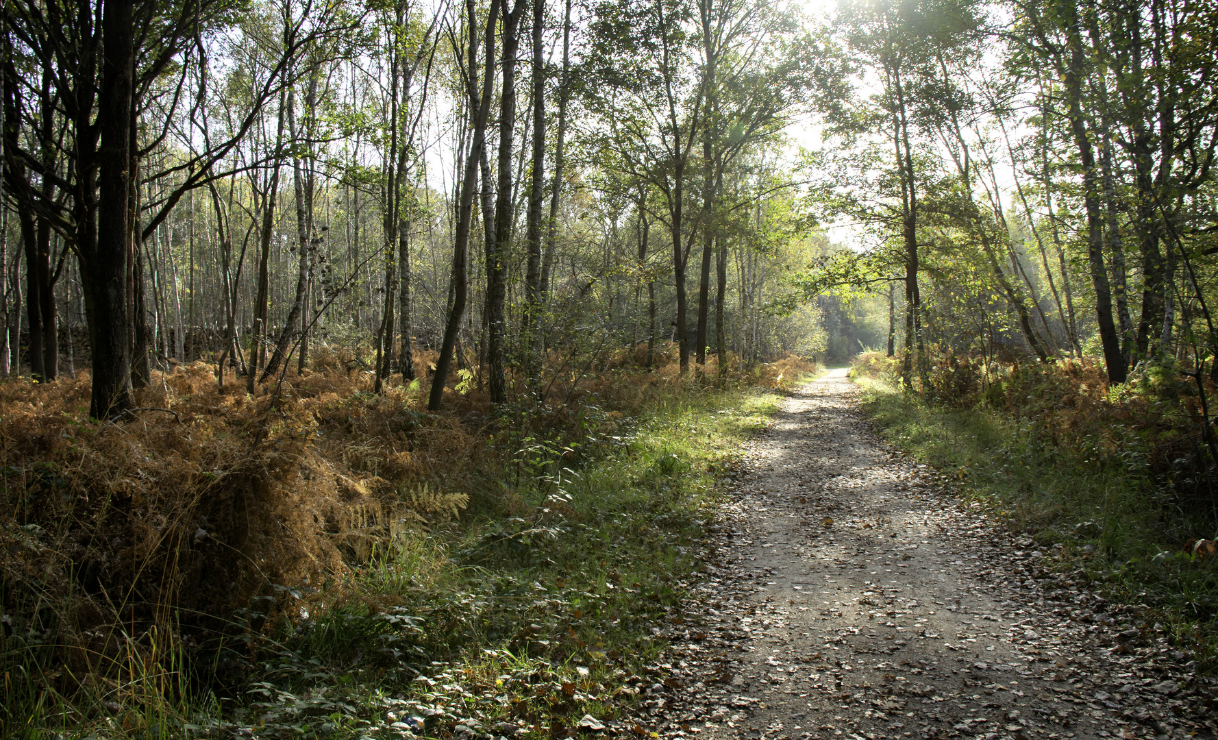 Forêt Notre Dame 