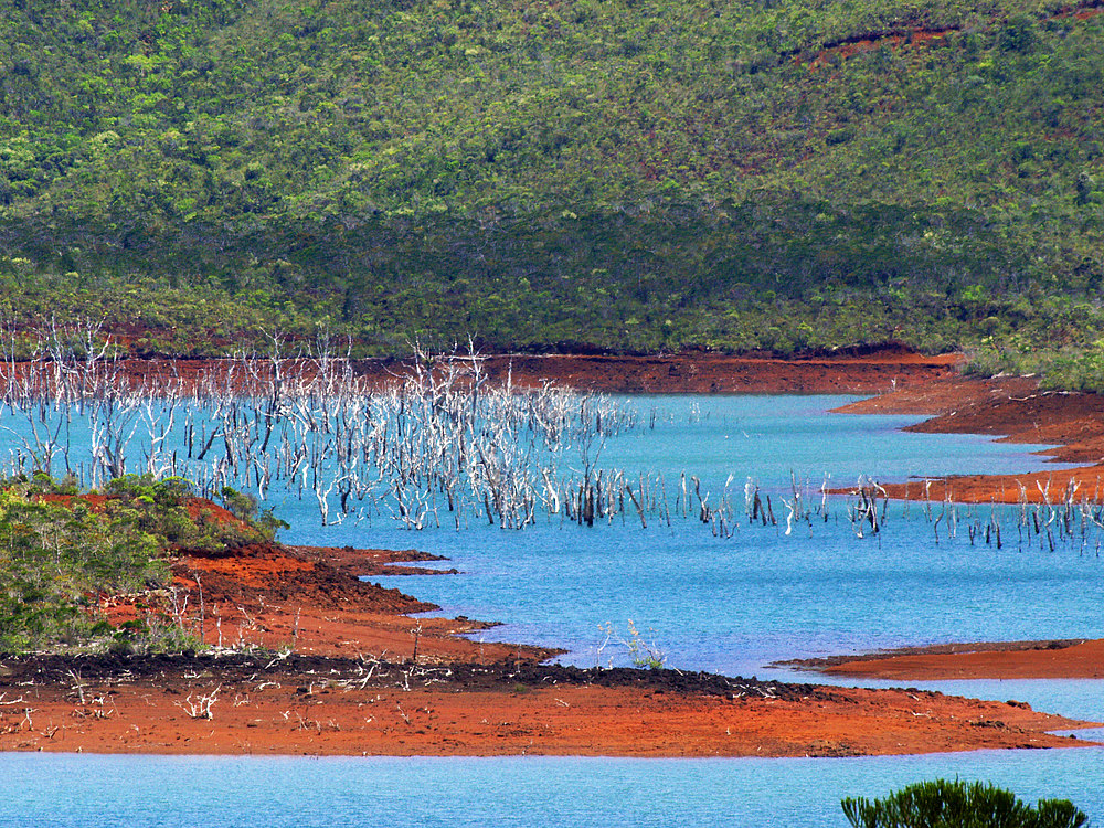 Forêt noyée au Parc Régional de la Rivière Bleue (NouvelleCalédonie