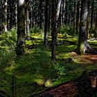 Forêt originelle dans le parc naturel de Jiuzhaigou, Sichuan.