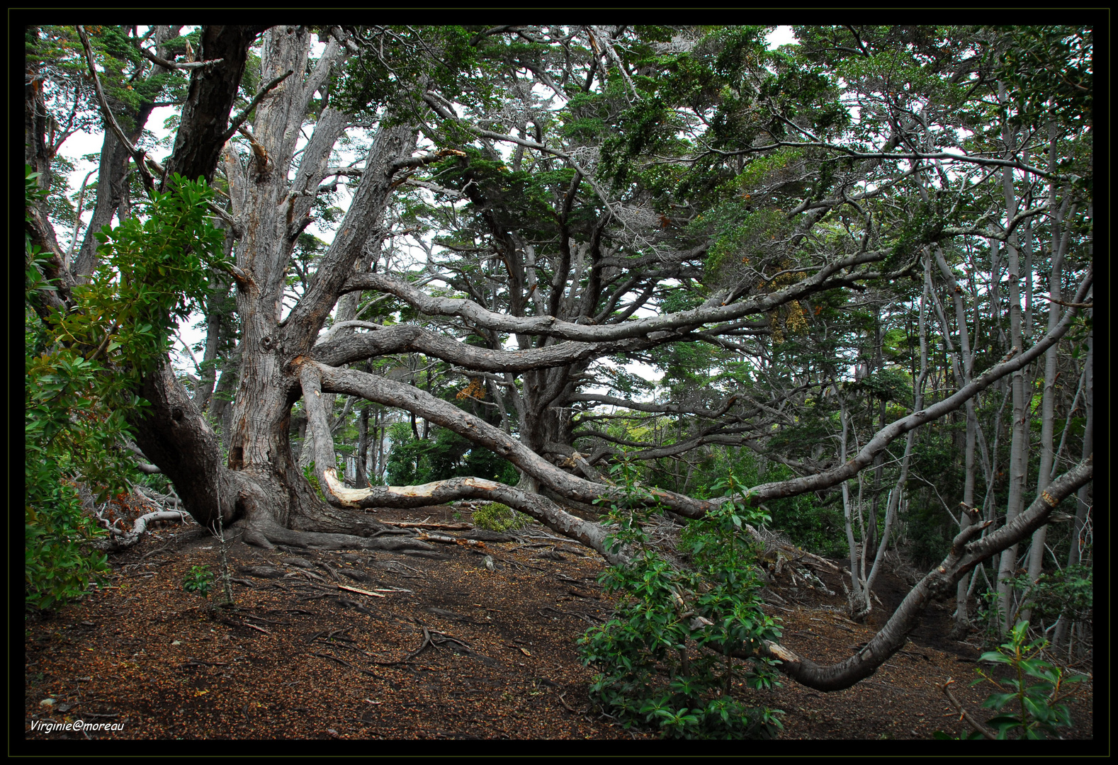 Forêt primaire