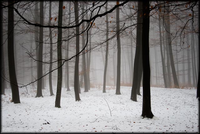 forêt sous la neige