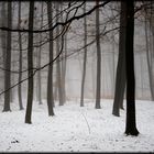 forêt sous la neige