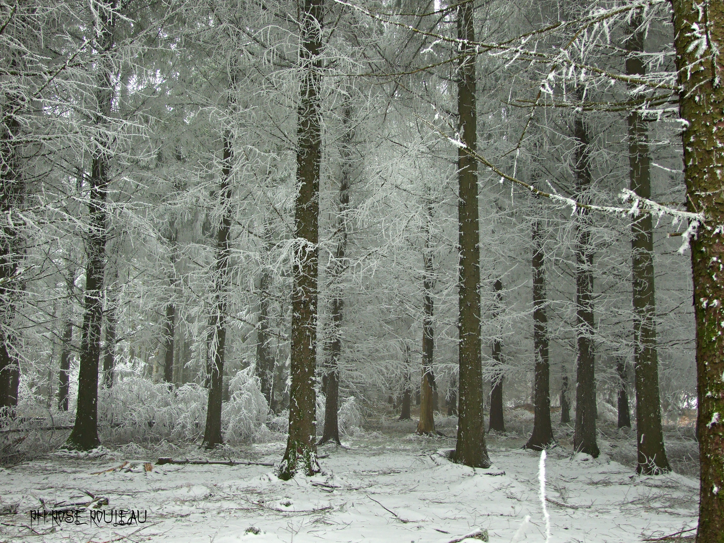 Forêt sous le givre