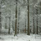 Forêt sous le givre