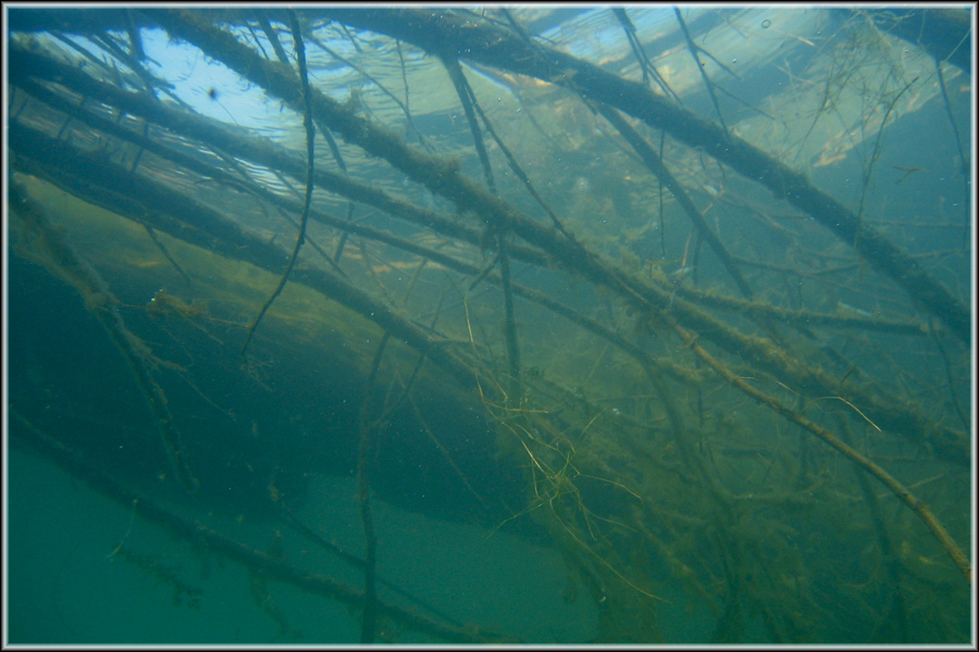 Forêt sous-marine