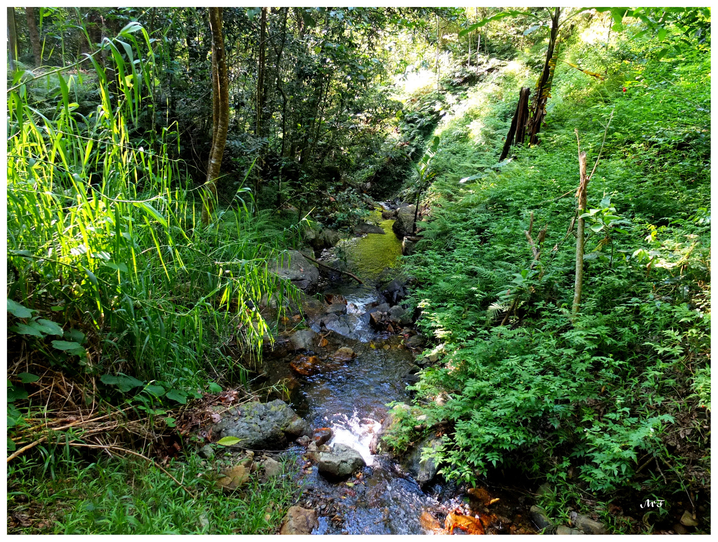 Forêt tropicale