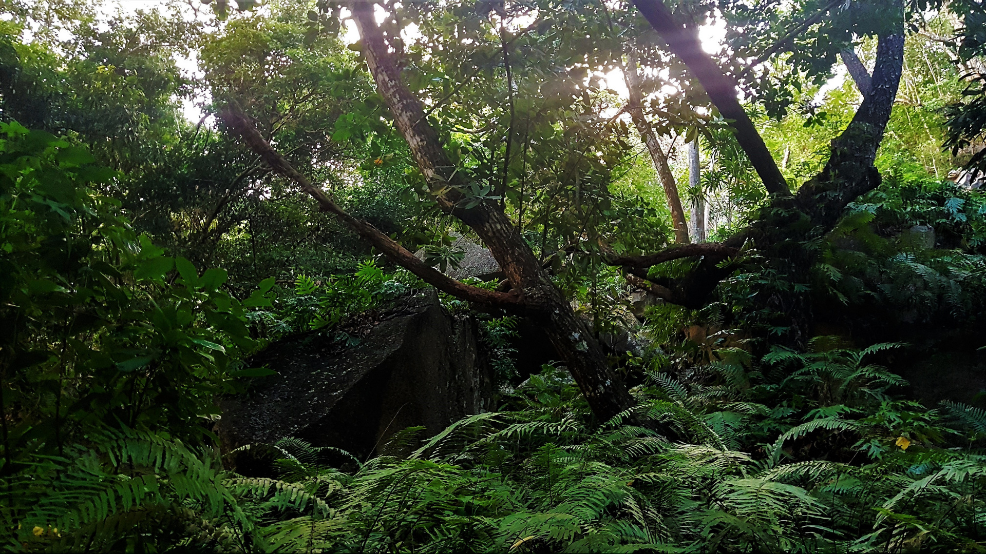 Forêt vierge sur La Digue