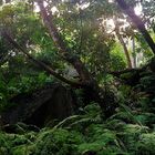 Forêt vierge sur La Digue