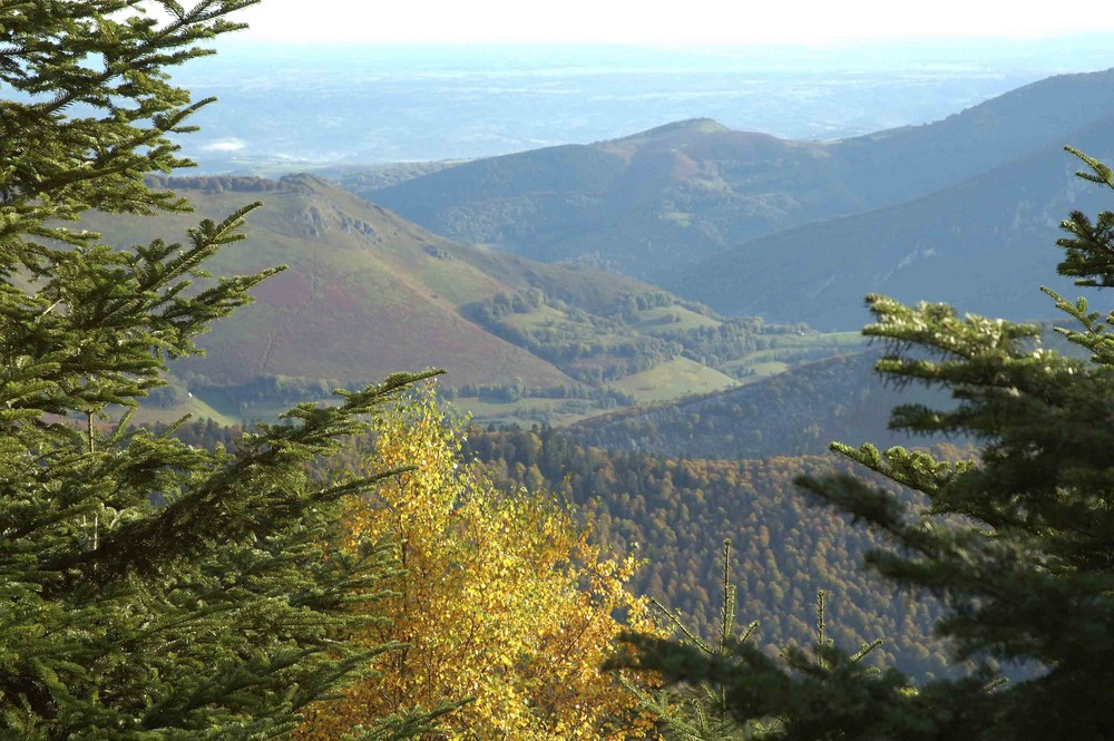 Forêt Vosgienne