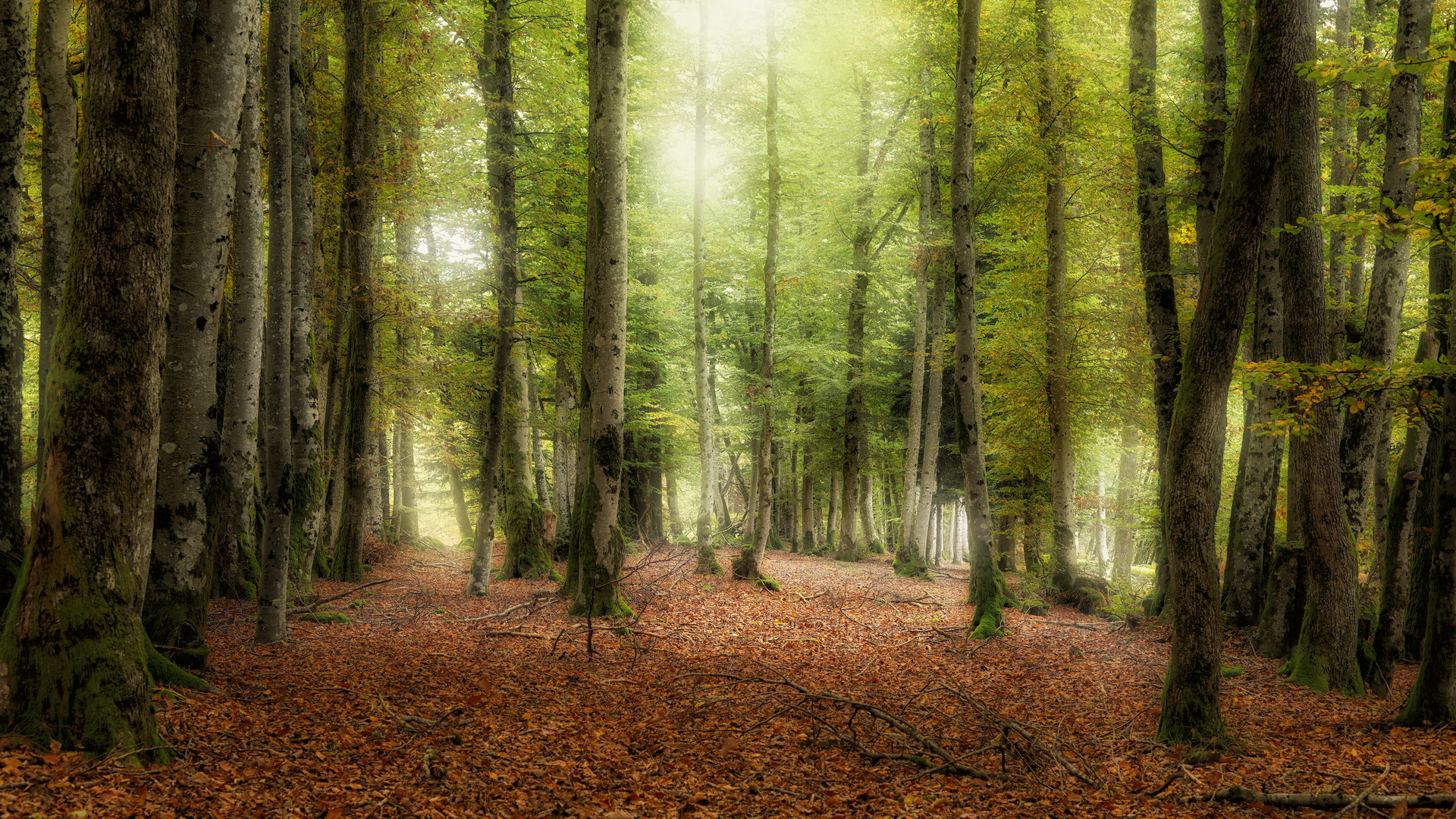 Forêt Vosgiennes