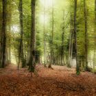 Forêt Vosgiennes