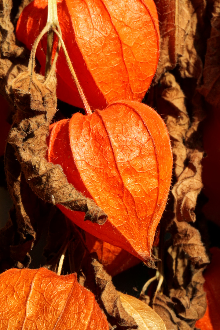 fortgeschrittene Lampionblumenblüte im Herbstlicht