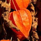 fortgeschrittene Lampionblumenblüte im Herbstlicht