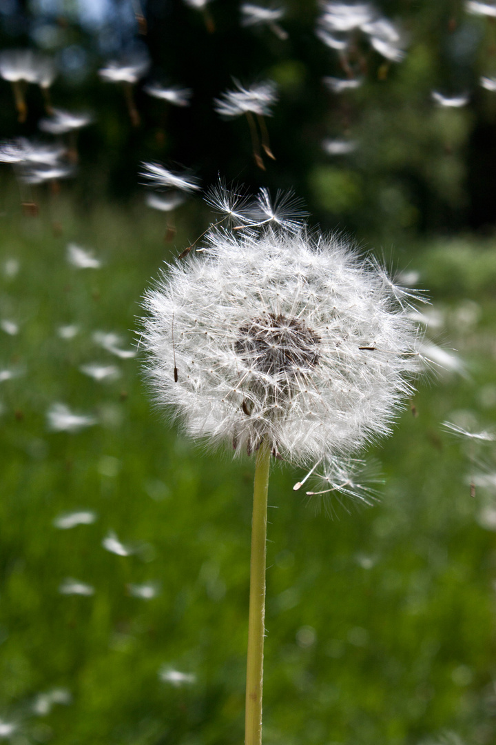 Fortgetragen vom Wind