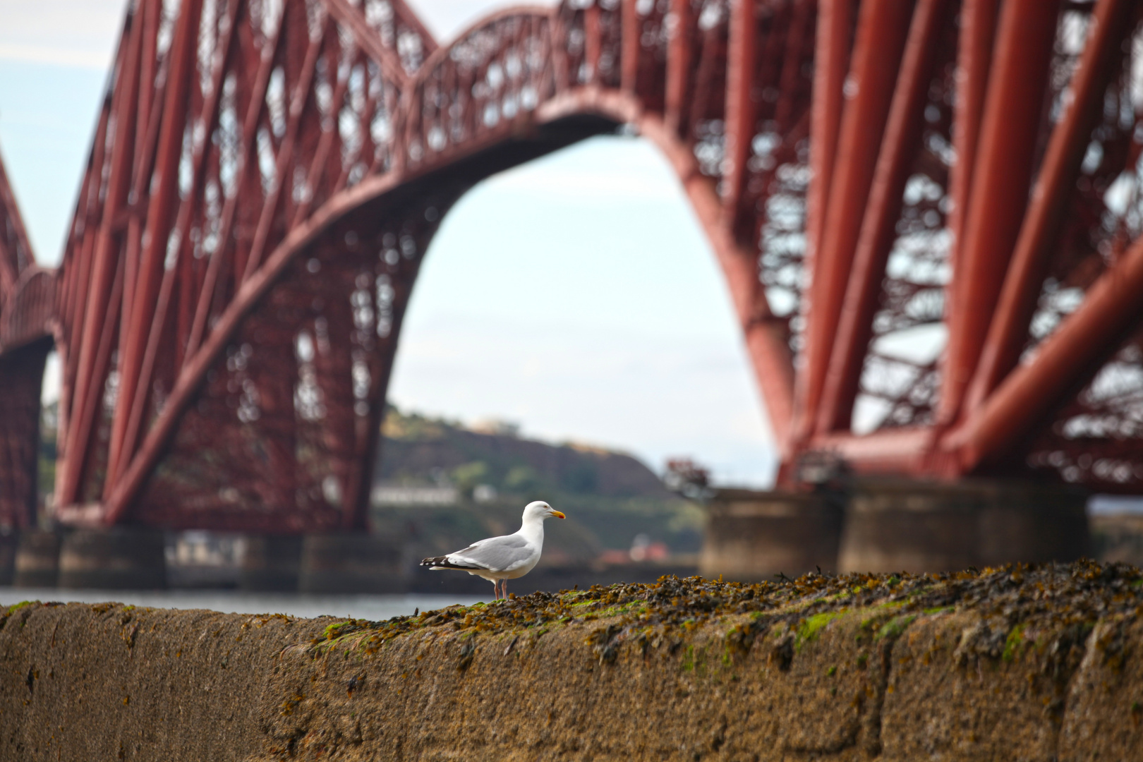 forth bridge, detail, queensferry, scotland