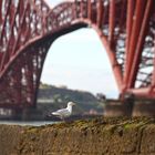 forth bridge, detail, queensferry, scotland