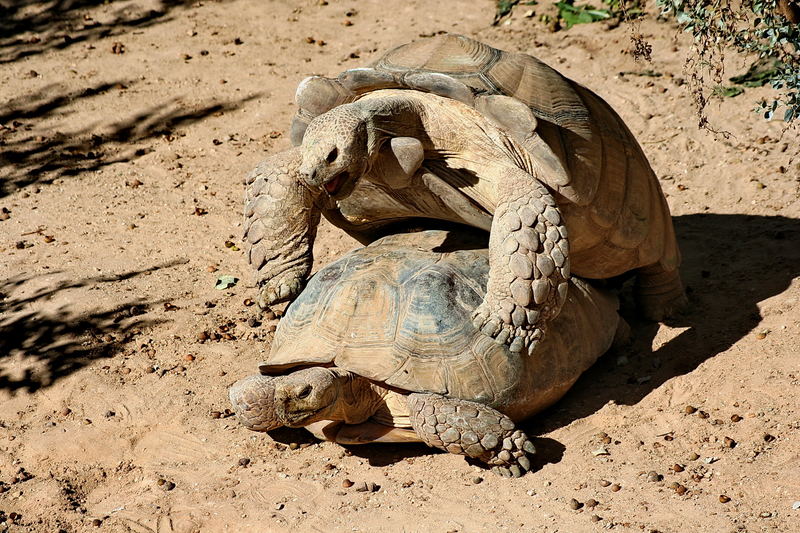 Fortpflanzung Auf Tunesisch Foto Bild Tiere Zoo Wildpark Falknerei Amphibien Reptilien Bilder Auf Fotocommunity