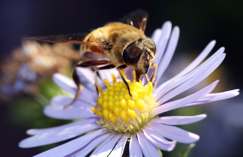 Fortpflanzung der Blumen 1